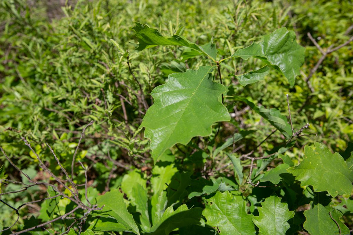 An oak seedling grows in the sunlight in Pachaug State Forest earlier this year. (Patrick Skahill/Connecticut Public Radio) 