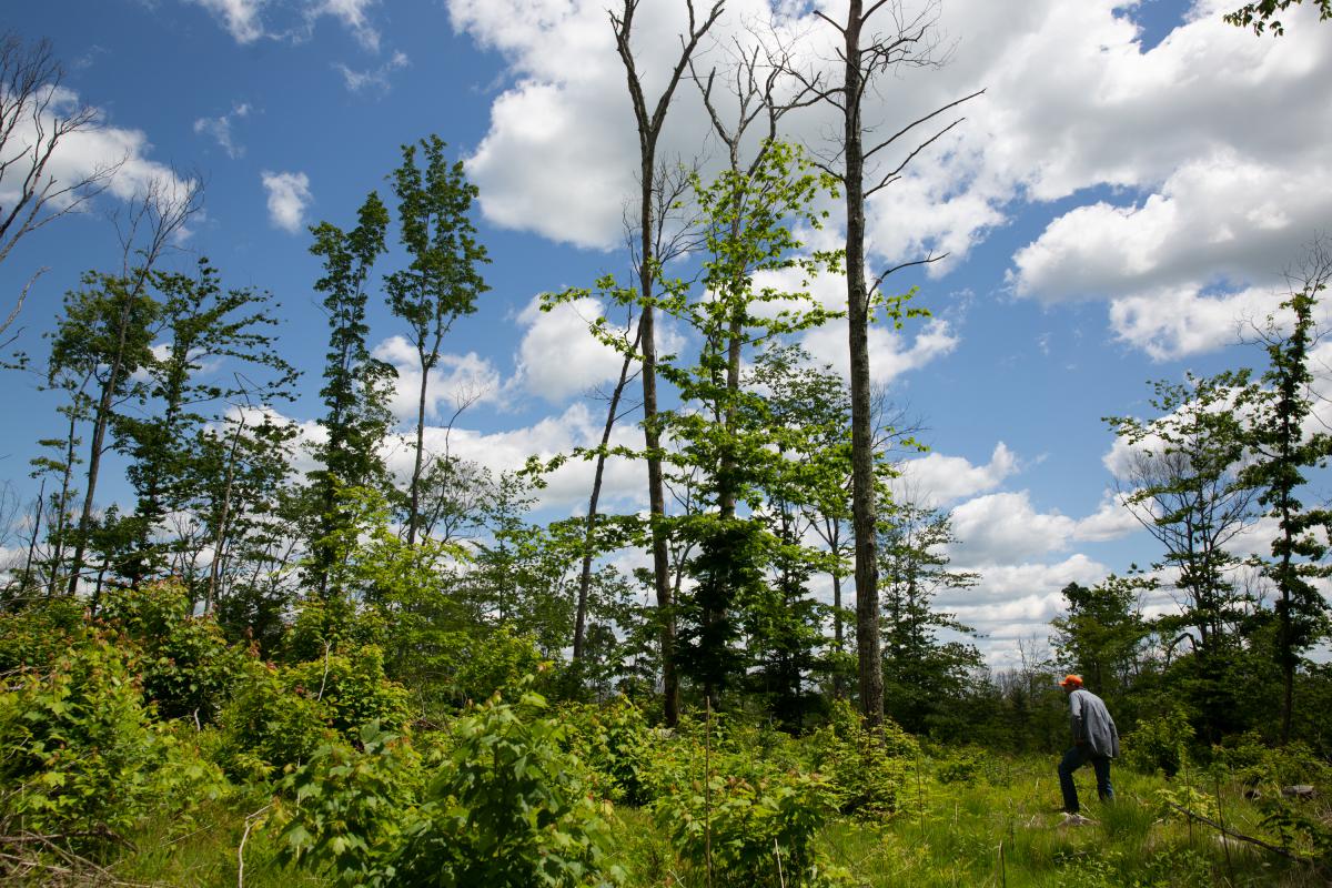 Dan Evans, right, says a recent survey found more than 19,000 hazard trees on state land. Of those, about 8,500 were oaks. A high percentage of oak mortality can be attributed to gypsy moths, which flourished in recent years. (Patrick Skahill/Connecticut Public Radio)