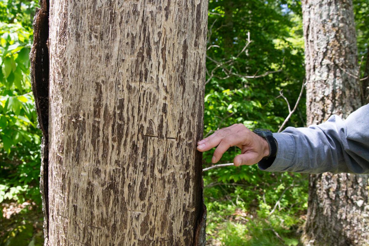 Evans points out some of the damage done to a tree in Pachaug State Forest. (Patrick Skahill/Connecticut Public Radio)