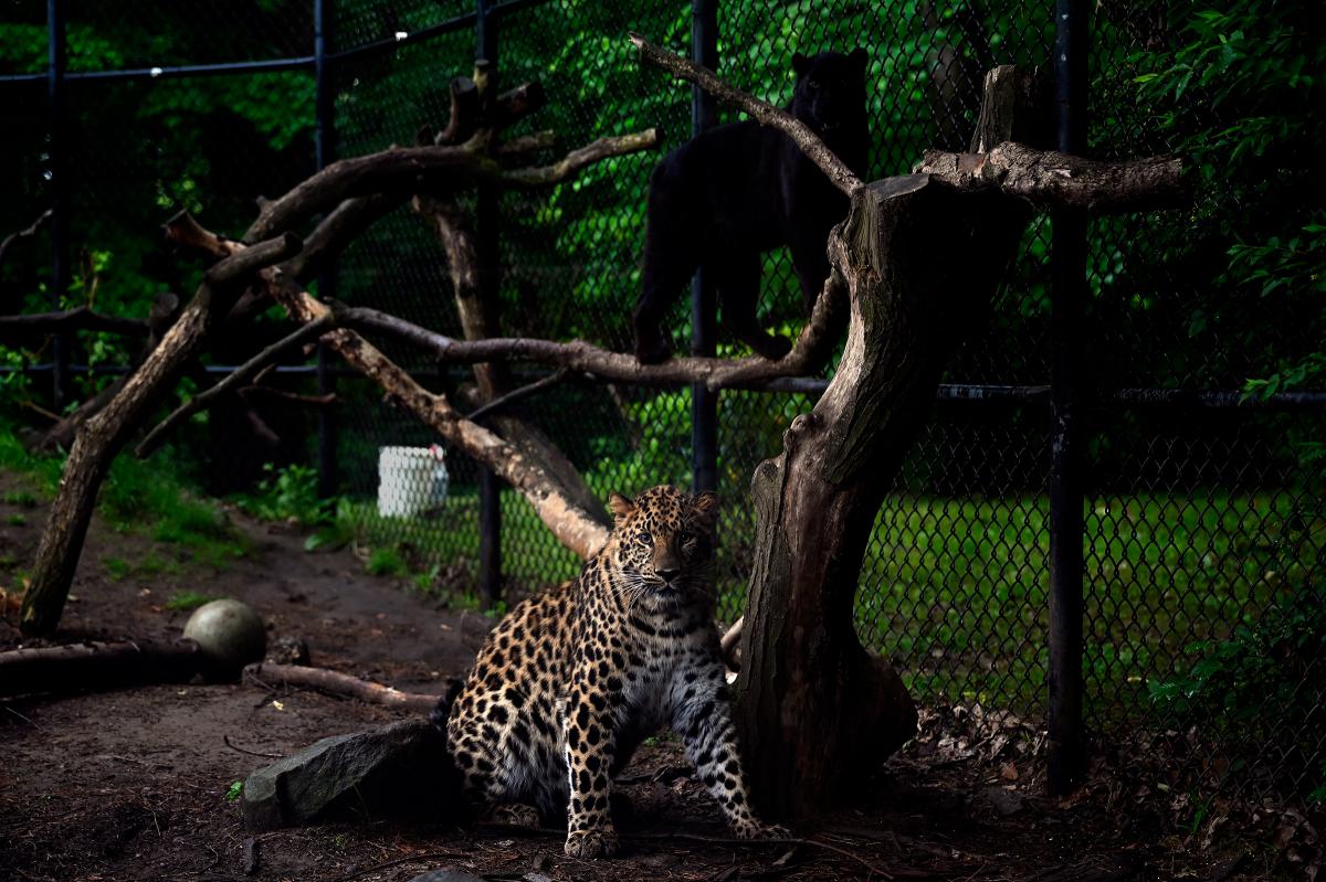 Photos: Connecticut's Beardsley Zoo | Connecticut Public Radio