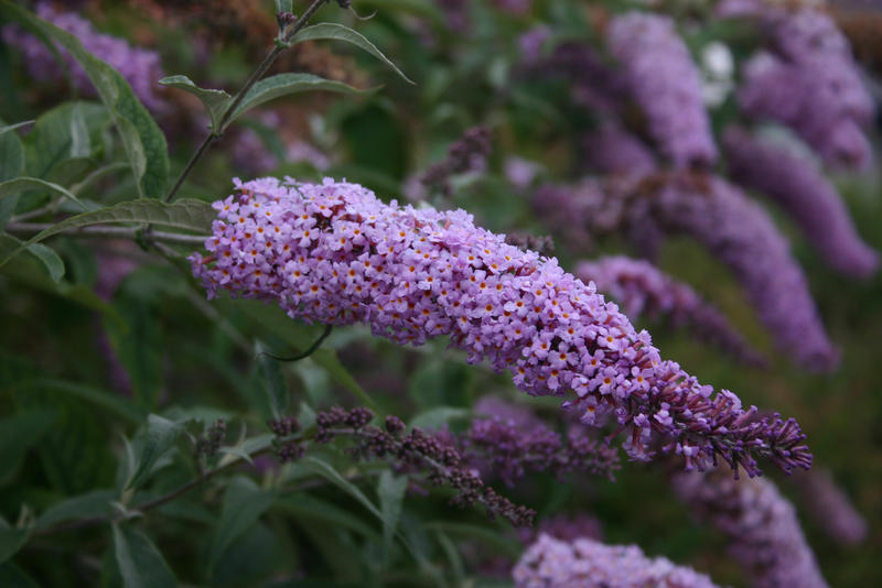 Connecticut Garden Journal Attracting Butterflies and Pollinators
