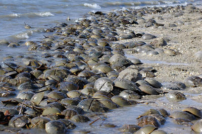 Mating Season in Long Island Sound Is Prime Time for Horseshoe Crab ...