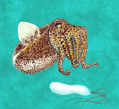 To Stem Budget Cuts Uconn And Yale Scientists Turn To Crowdfunding Connecticut Public Radio @article{boettcher2004bioluminescenceit, title={bioluminescence in the symbiotic squid however, we have found that while in the light organ of the sepiolid squid euprymna scolopes, symbiotic cells. to stem budget cuts uconn and yale