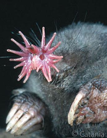 The Speedy Super Sensitive Snouts Of Star Nosed Moles Connecticut Public Radio
