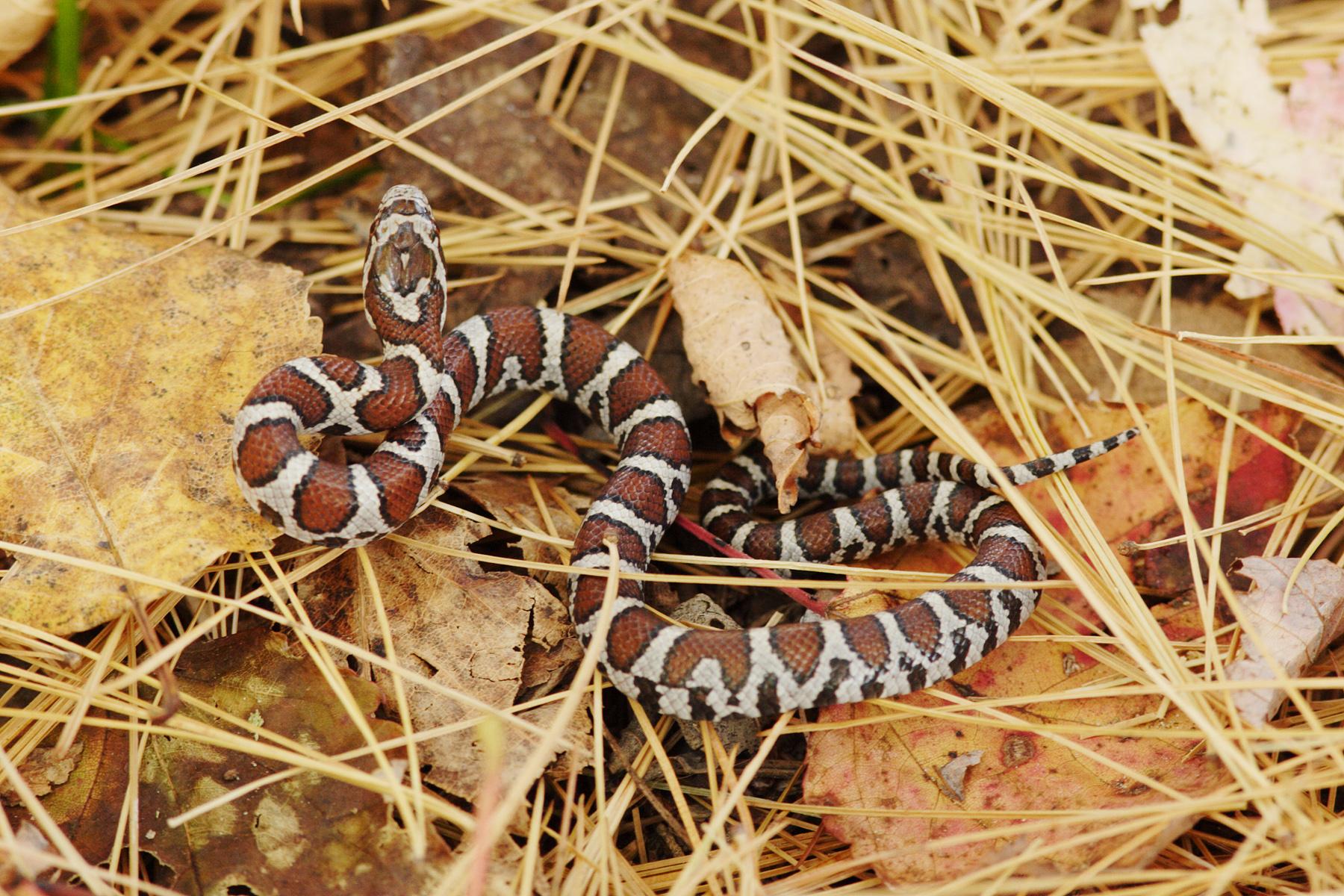 Most Connecticut Snakes Aren't Venomous | Connecticut Public Radio