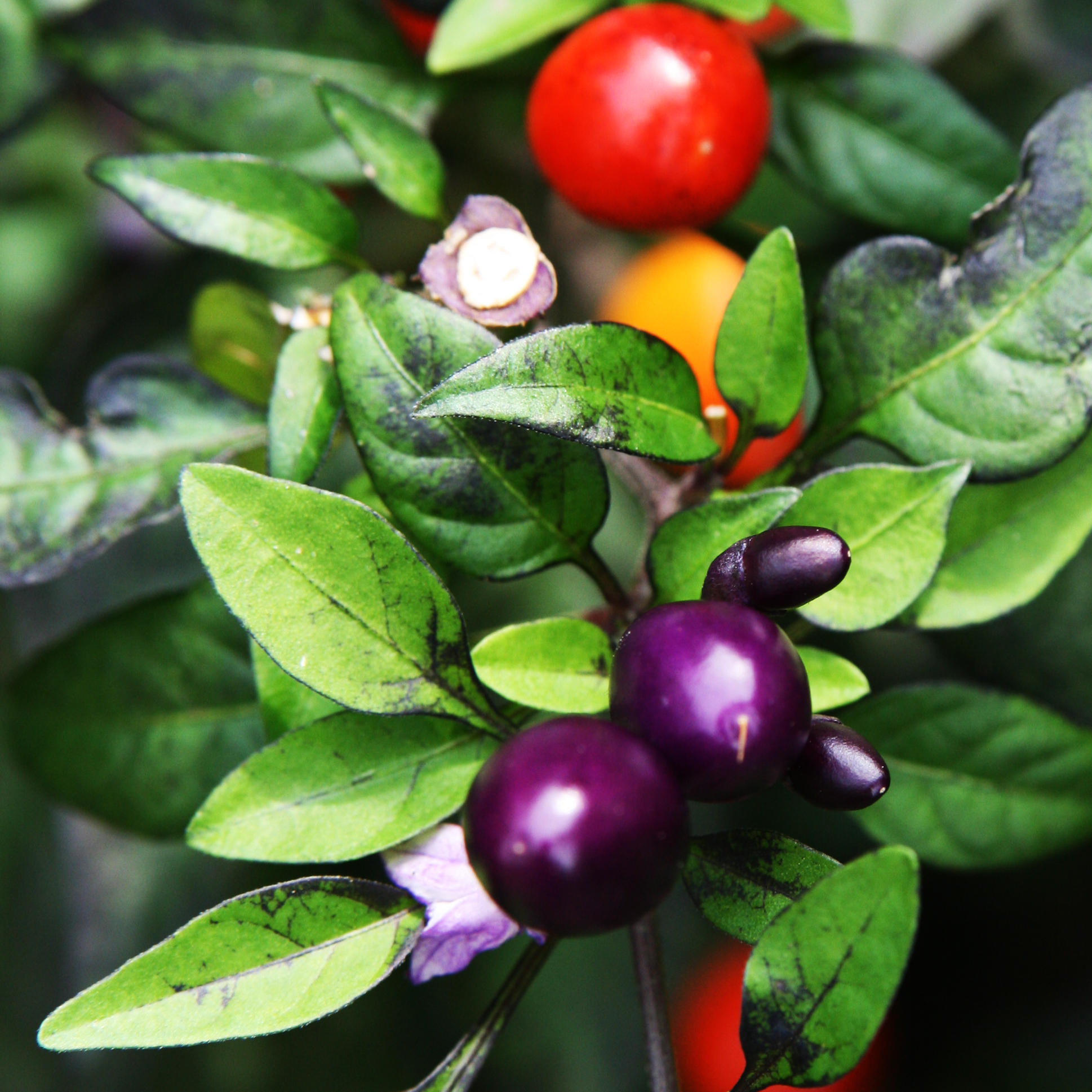 Connecticut Garden Journal: Hot Peppers | Connecticut Public Radio