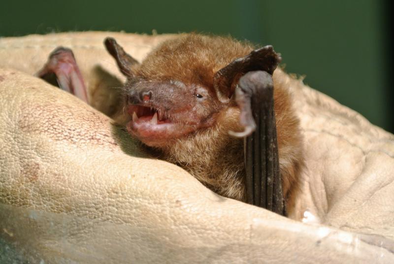 Northeast Ohio Researchers Seek The Fountain Of Youth By Studying This Female Brown Bat Is 12 Years Old Well Into Middle Age But She Isn T Showing Her Researchers Are Studying Bats To Discover Their Secrets For