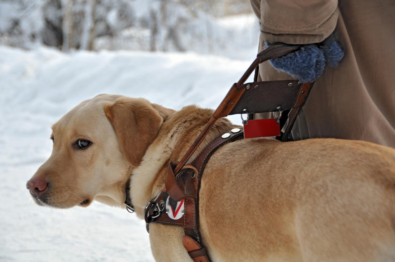 how guide dogs impact their owners