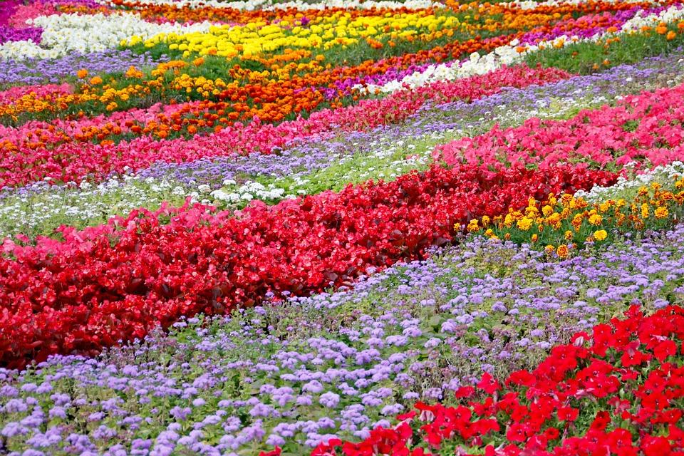 Flowers: Gardening, Design and Floriculture | WOSU Radio