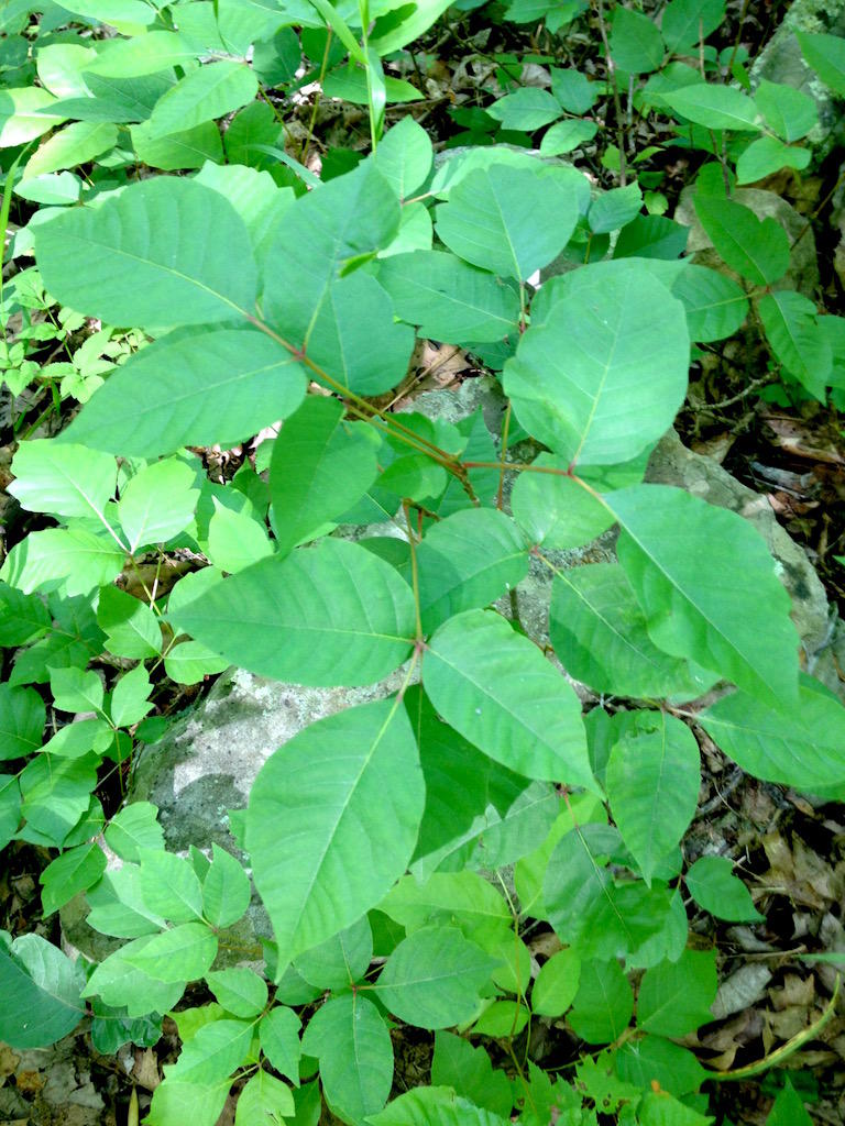 Don't Touch: Spotting A 'Familiar Stranger' Could Keep Poison Ivy From ...