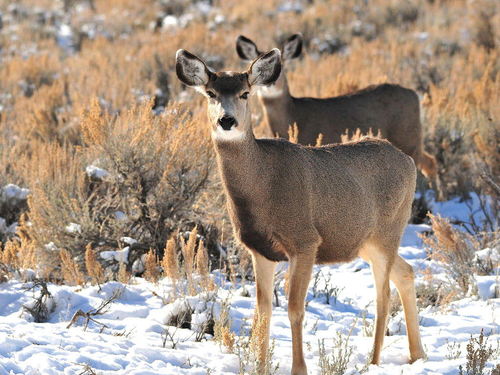 Wyoming Mule Deer Herds To Benefit From Increased Funding Wyoming 