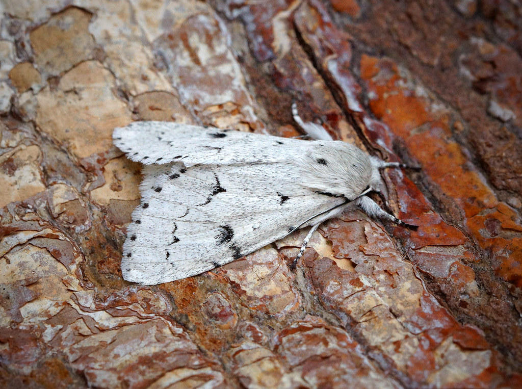 Why Wyoming Has So Many Miller Moths | Wyoming Public Media