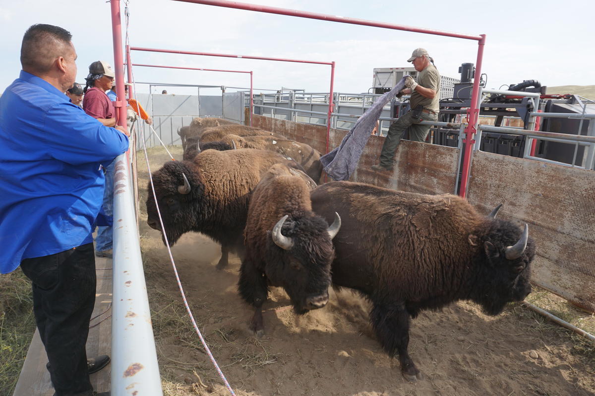 Fort Peck Tribes, InterTribal Buffalo Council Complete Largest TribeTo