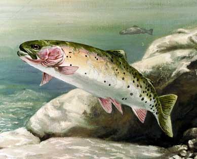 Salmon Research In The Northwest Could Help Wyoming Fish | Wyoming ...