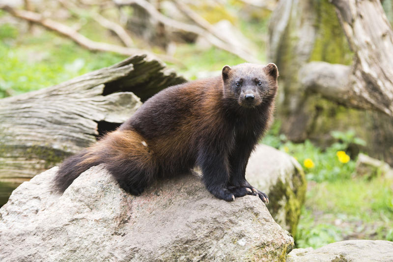 Federal Agency Declares Lower 48 Wolverines Healthy | Wyoming Public Media