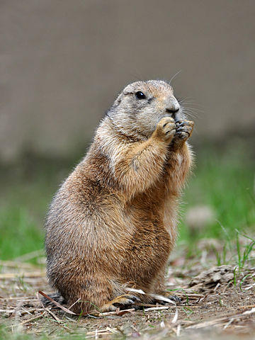 Research Finds Prairie Dogs And Cattle Not Always At Odds | Wyoming ...