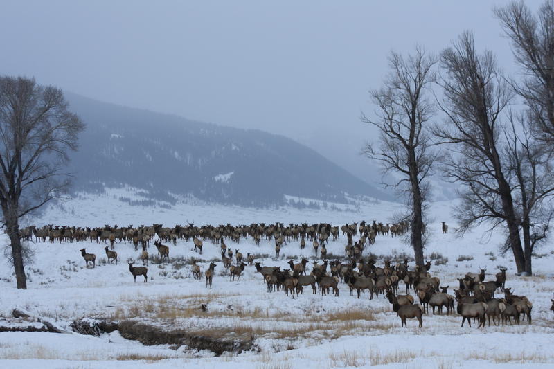 national elk refuge