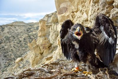 Golden Eagles Losing Ground In Wyomings Sagebrush Steppe