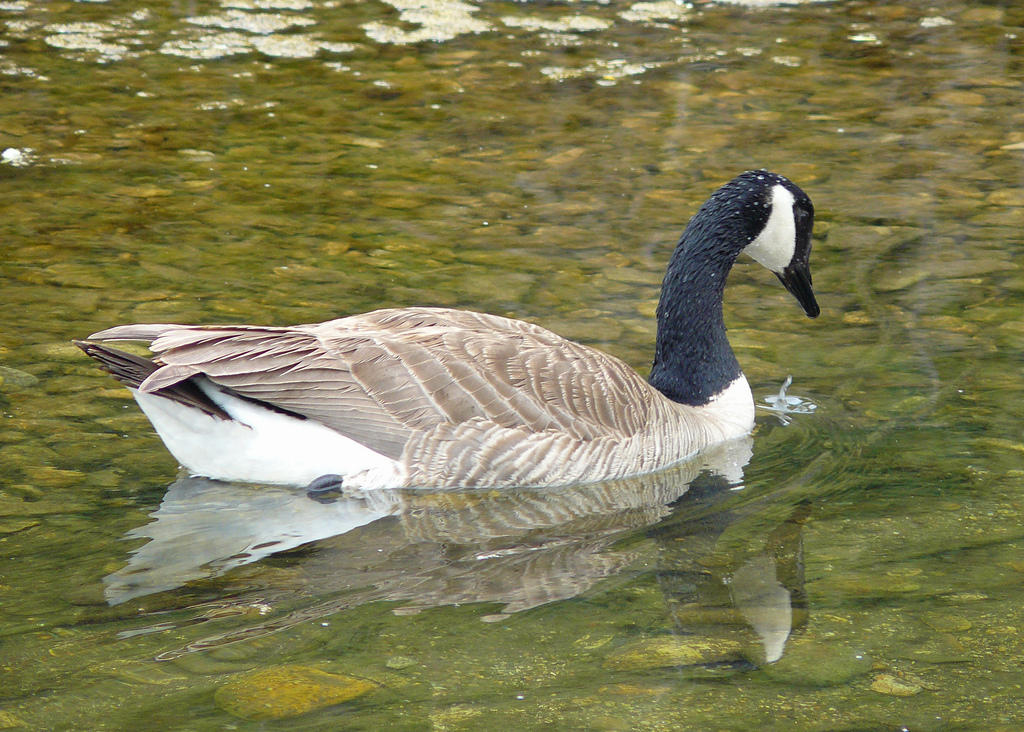 Canada Goose Found With Bird Flu Near Cheyenne Wyoming Public Media