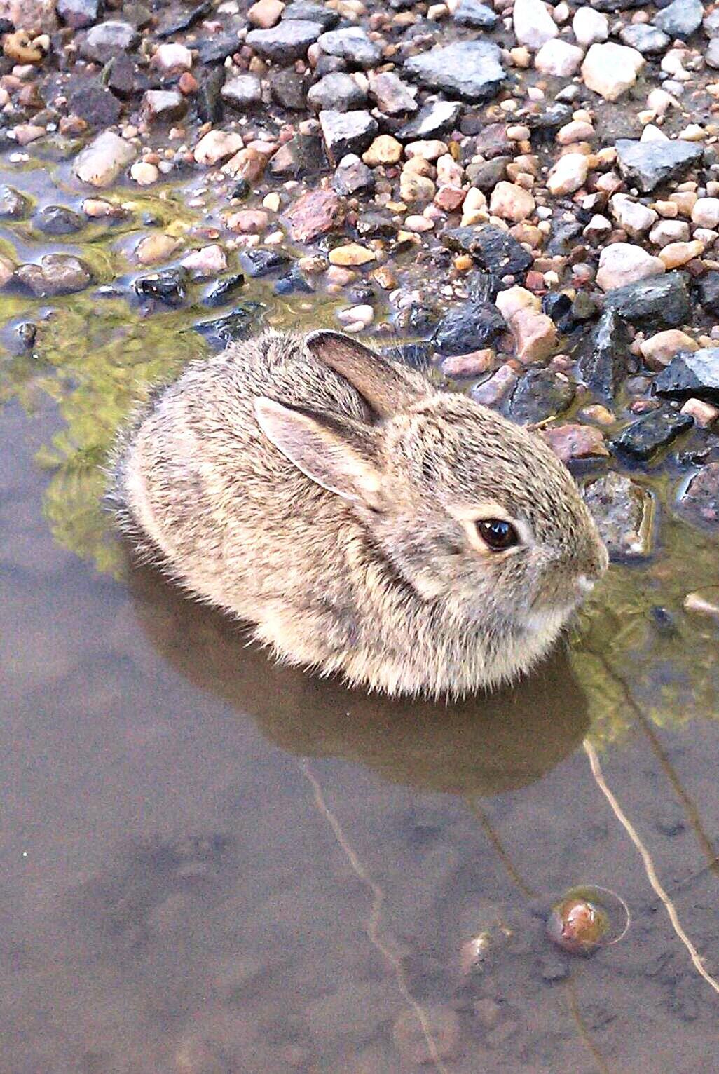 A Wet Year Causes Rabbits To Breed&hellip; Well, Like Rabbits | Wyoming