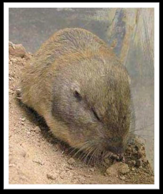 Environmental Group Files Petition To Protect Rare Pocket Gopher