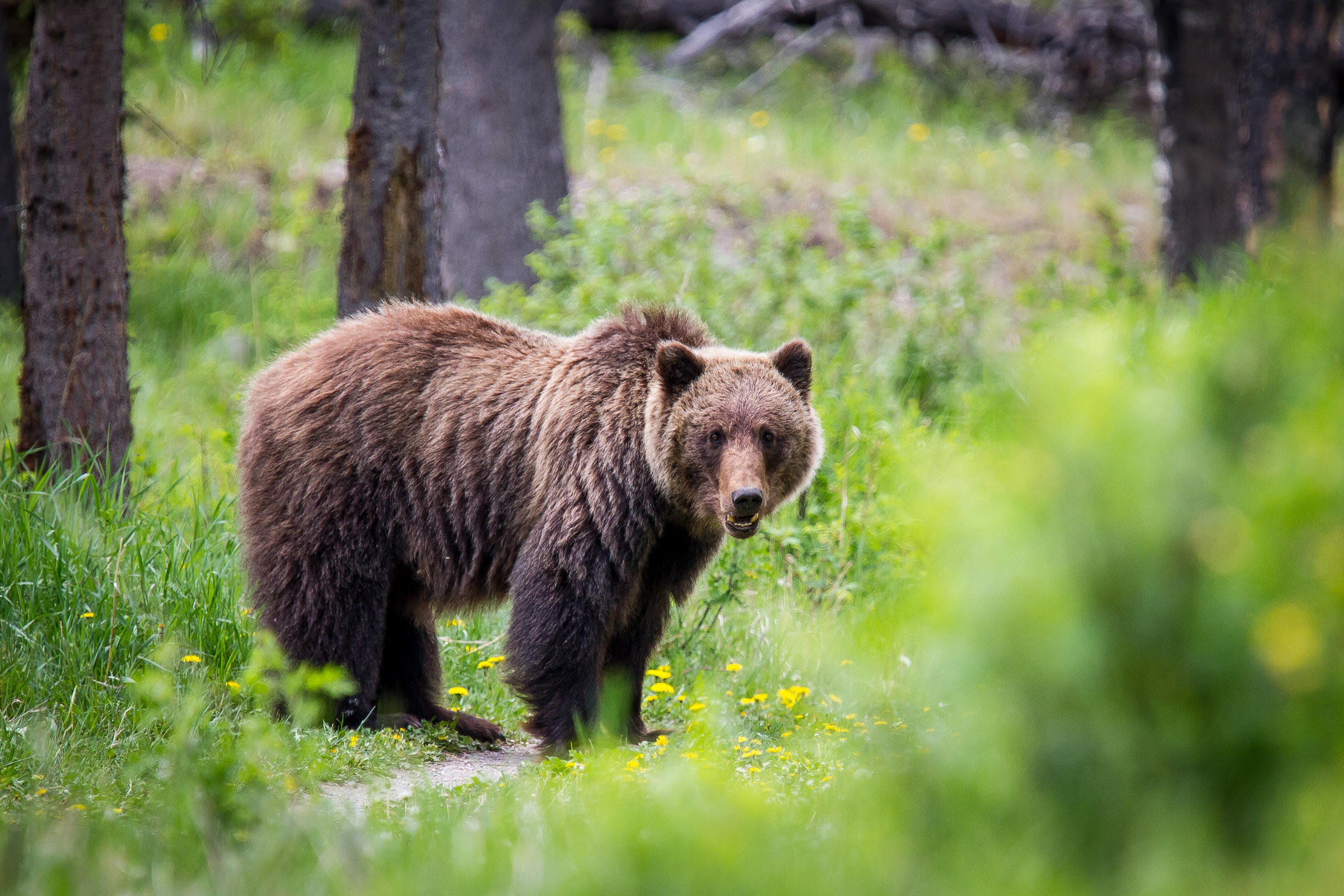 Groups Challenge New Wyoming Law That Could Allow Grizzly Bear Hunt ...
