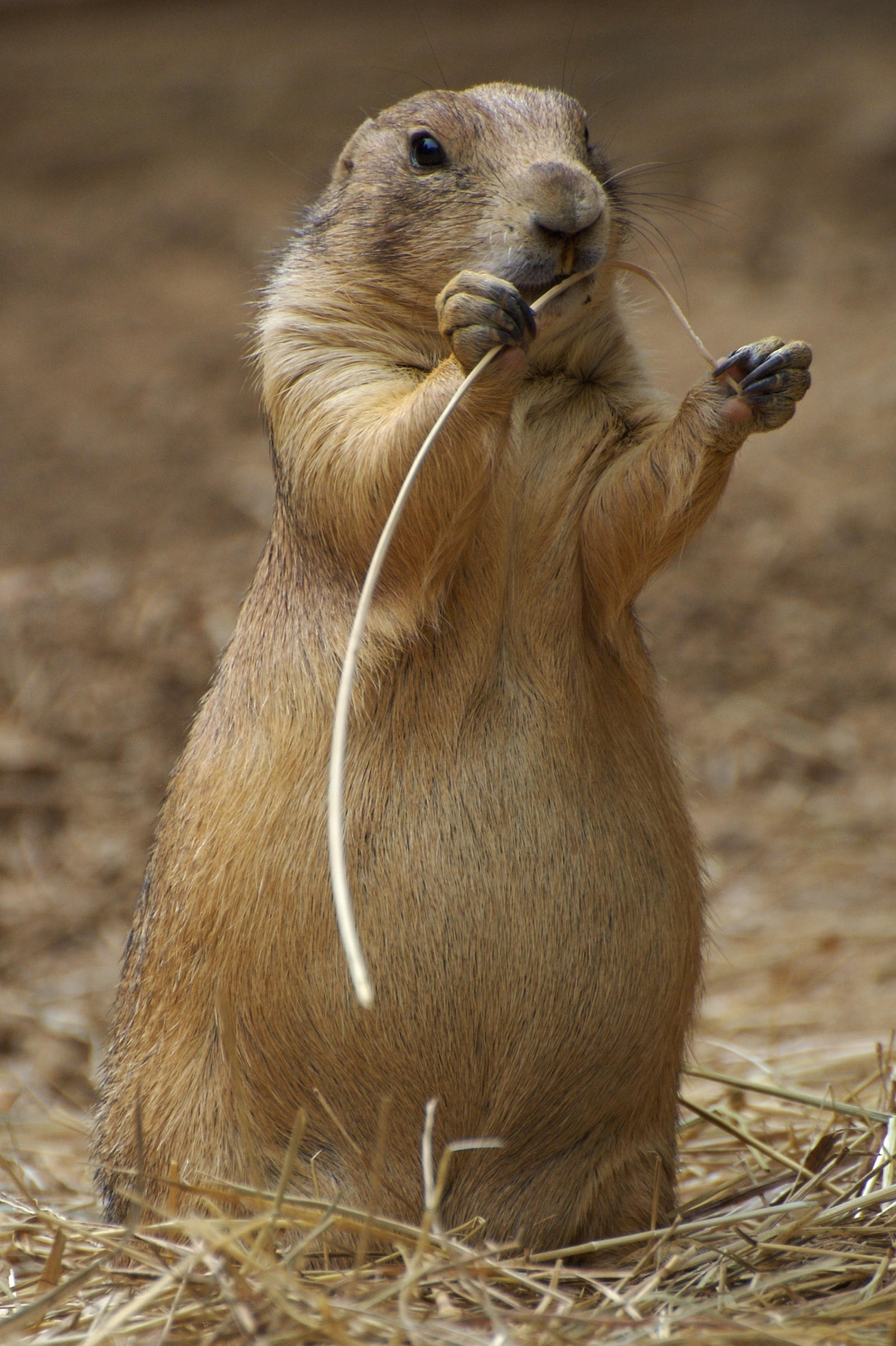 Proposed Prairie Dog Plan Released For Public Comment Wyoming Public 