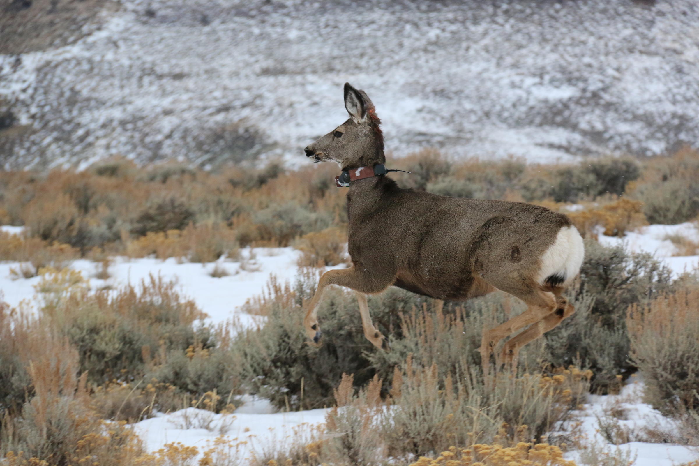 Game And Fish Begins New Mule Deer Research In Northeast Wyoming ...