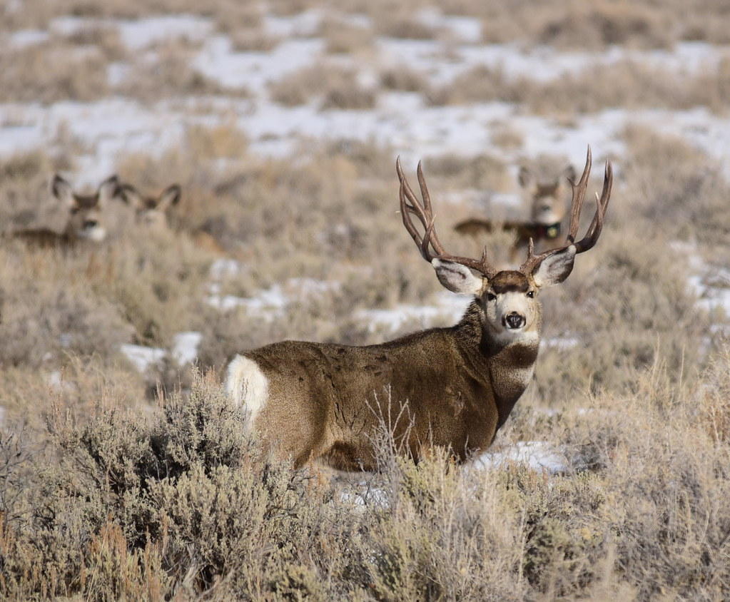 Study Finds Deer Don't Migrate Through Disturbed Areas | Wyoming Public ...