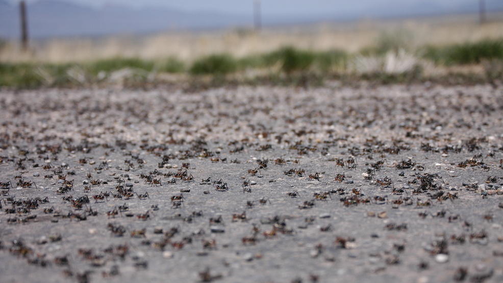 Study Finds Mormon Crickets Can Survive Frigid Temperatures Wyoming Public Media