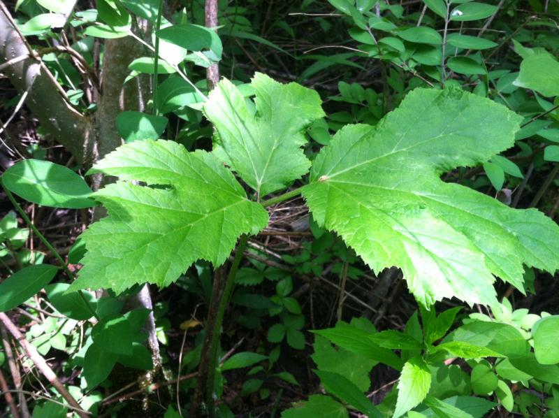 Giant Hogweed poses threat to both plants and people | WRVO Public Media