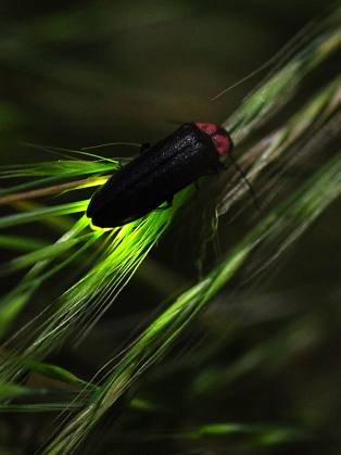 Bethany Beach Firefly Could Make Endangered Species List | Delmarva