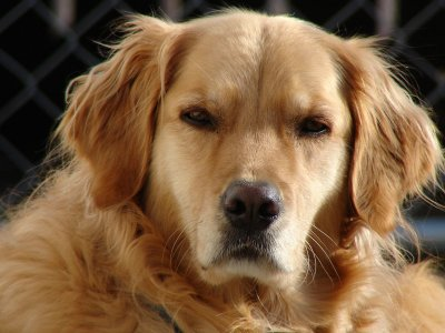 Golden Retriever Could Become Official Delaware Dog Delmarva Public Radio