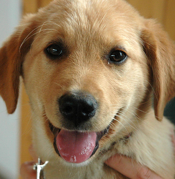 brandywine spca adoptable dogs