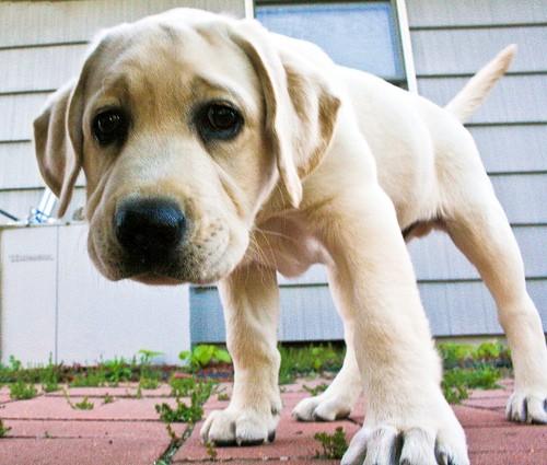 brandywine spca adoptable dogs