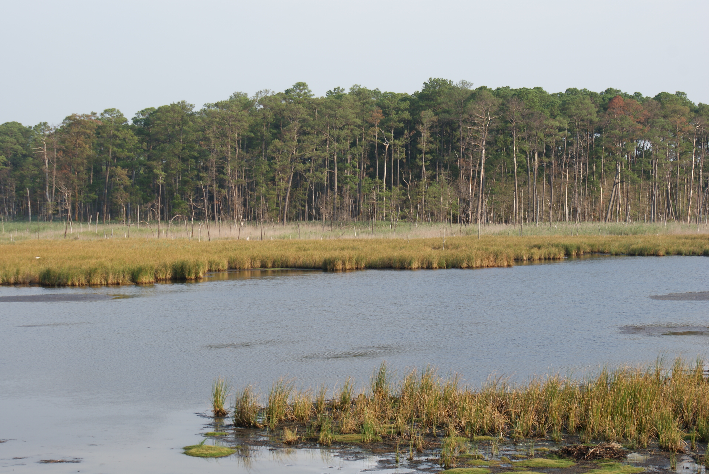 Blackwater National Wildlife Refuge : Blackwater National Wildlife Refuge (Cambridge, MD): Top ... - The refuge has been referred to as the everglades of the north, and has been called one of the last great places by the nature conservancy.