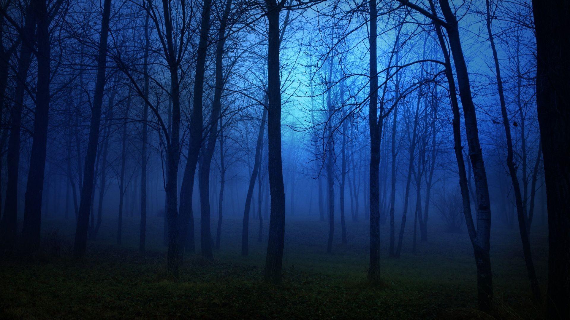 [Image: foggy-forest-at-night-time.jpg]
