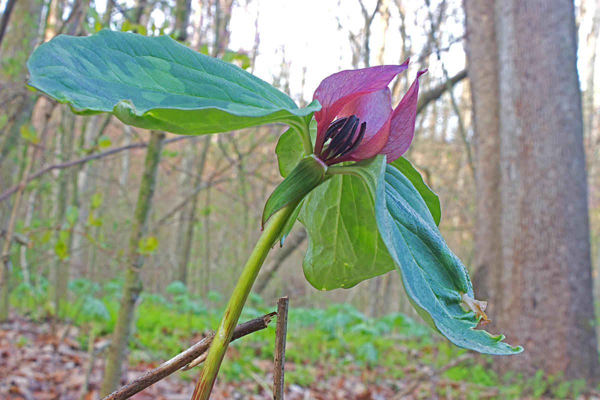 Exploring Illinois' Native Plants WSIU