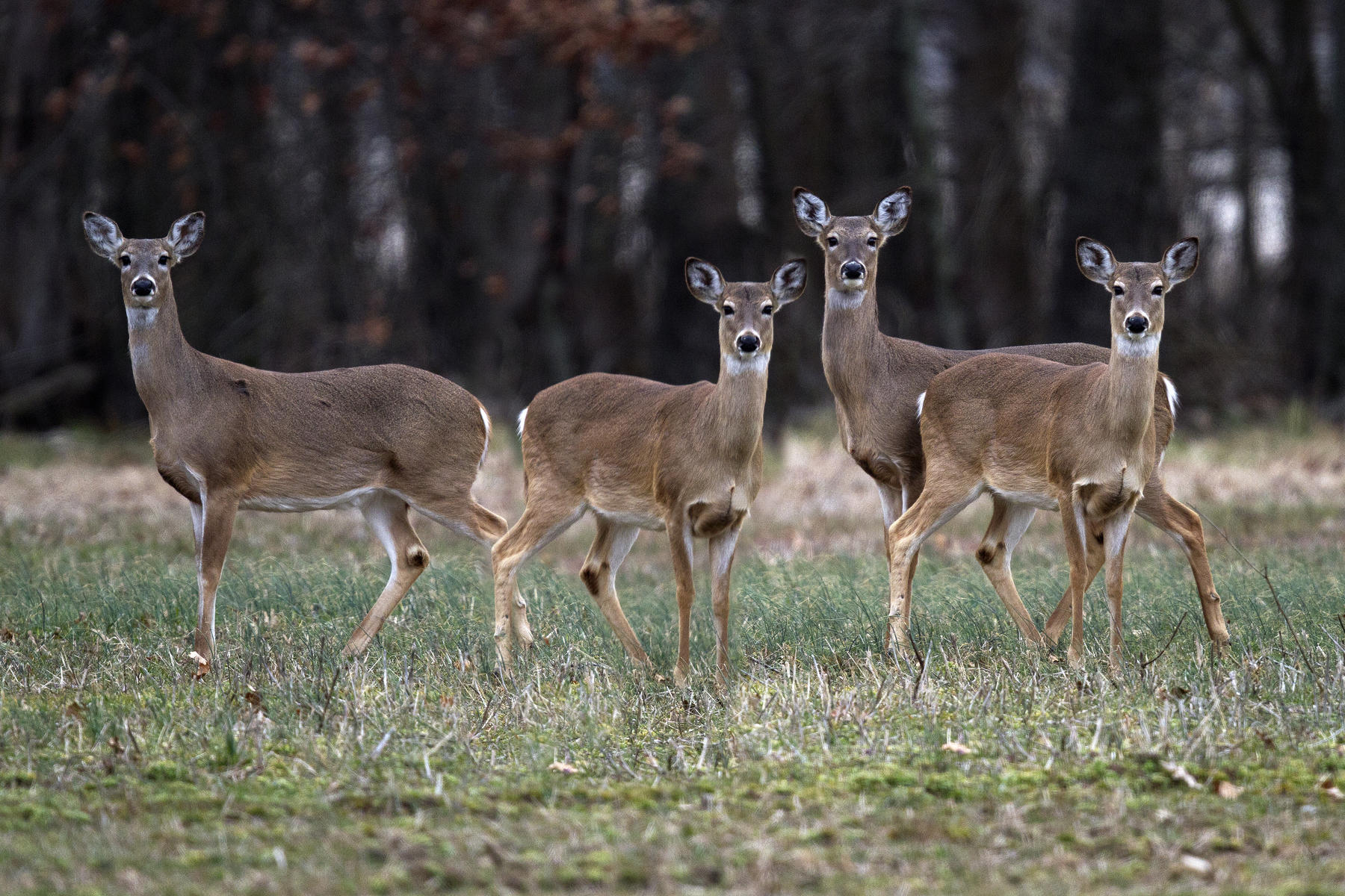 IDNR Offering Public Sessions On Chronic Wasting Disease in Deer. | WSIU