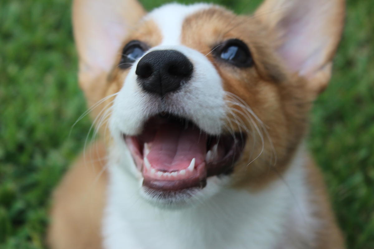 Healthy Teeth - Healthy Pet | Alabama Public Radio