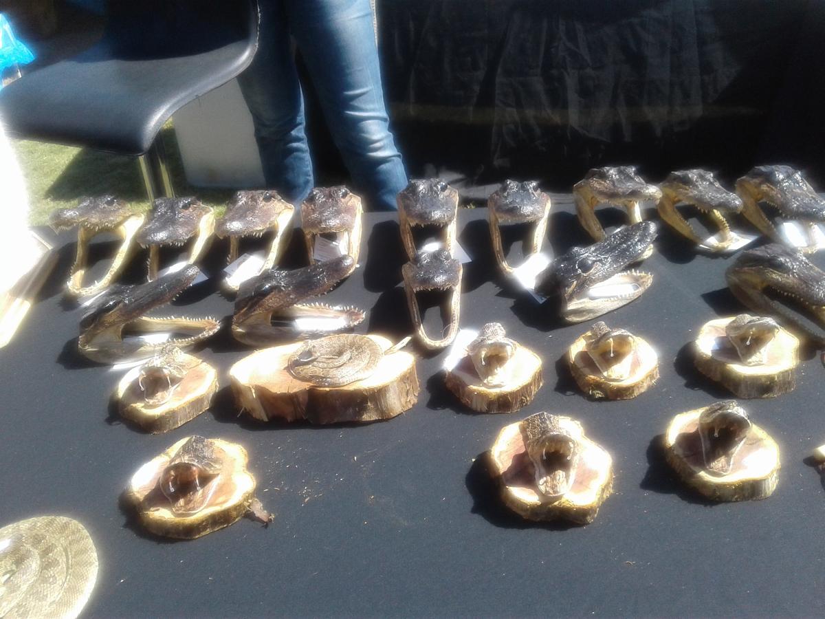 Rattlesnake Rodeo offers unique experiences to citizens and visitors of