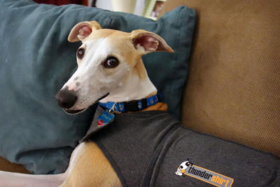 thundershirt for greyhounds