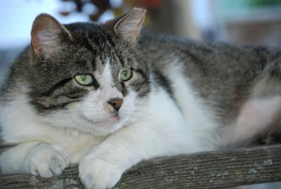 releasing spayed feral cat