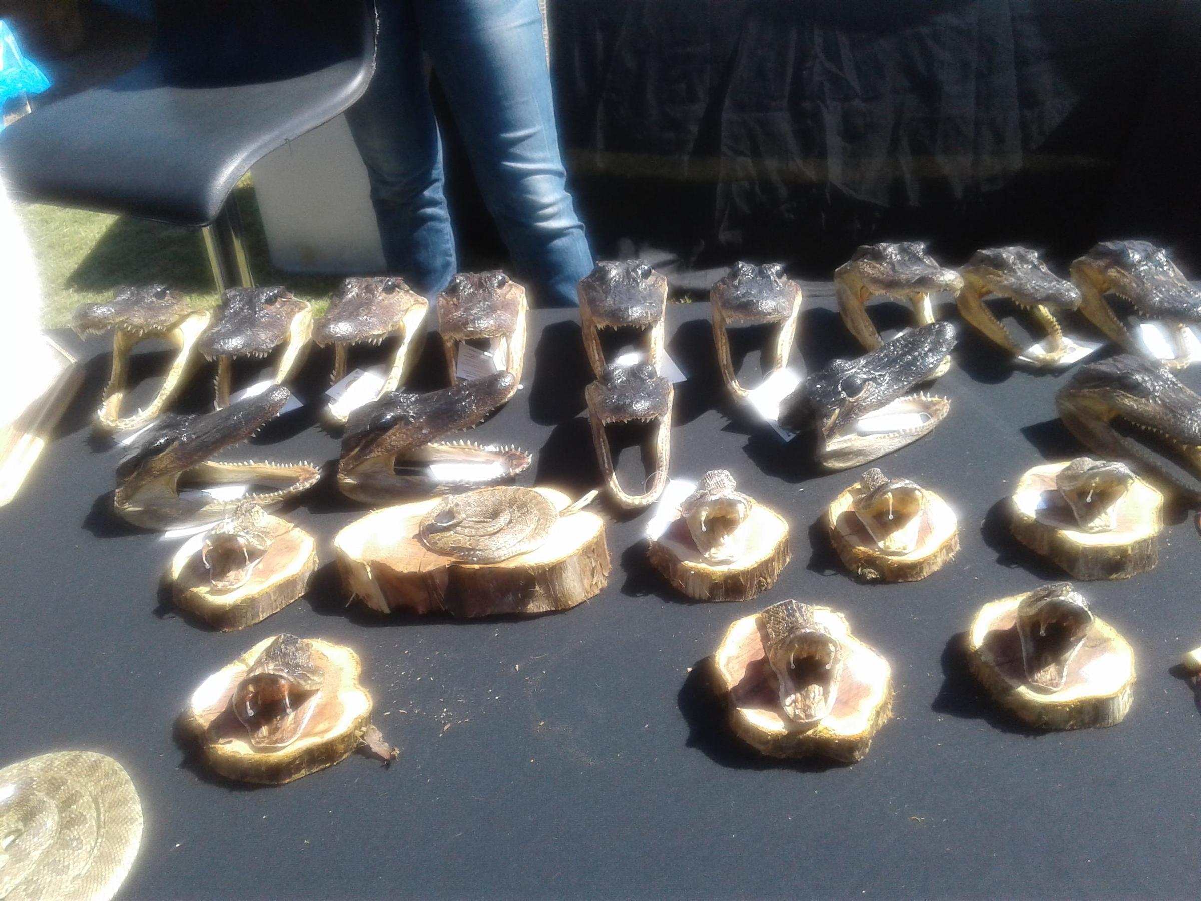 Rattlesnake Rodeo offers unique experiences to citizens and visitors of