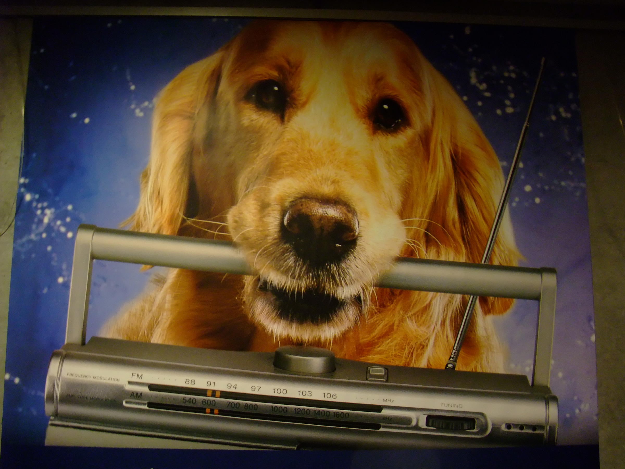 How Much Is That Doggy In The Window Alabama Public Radio
