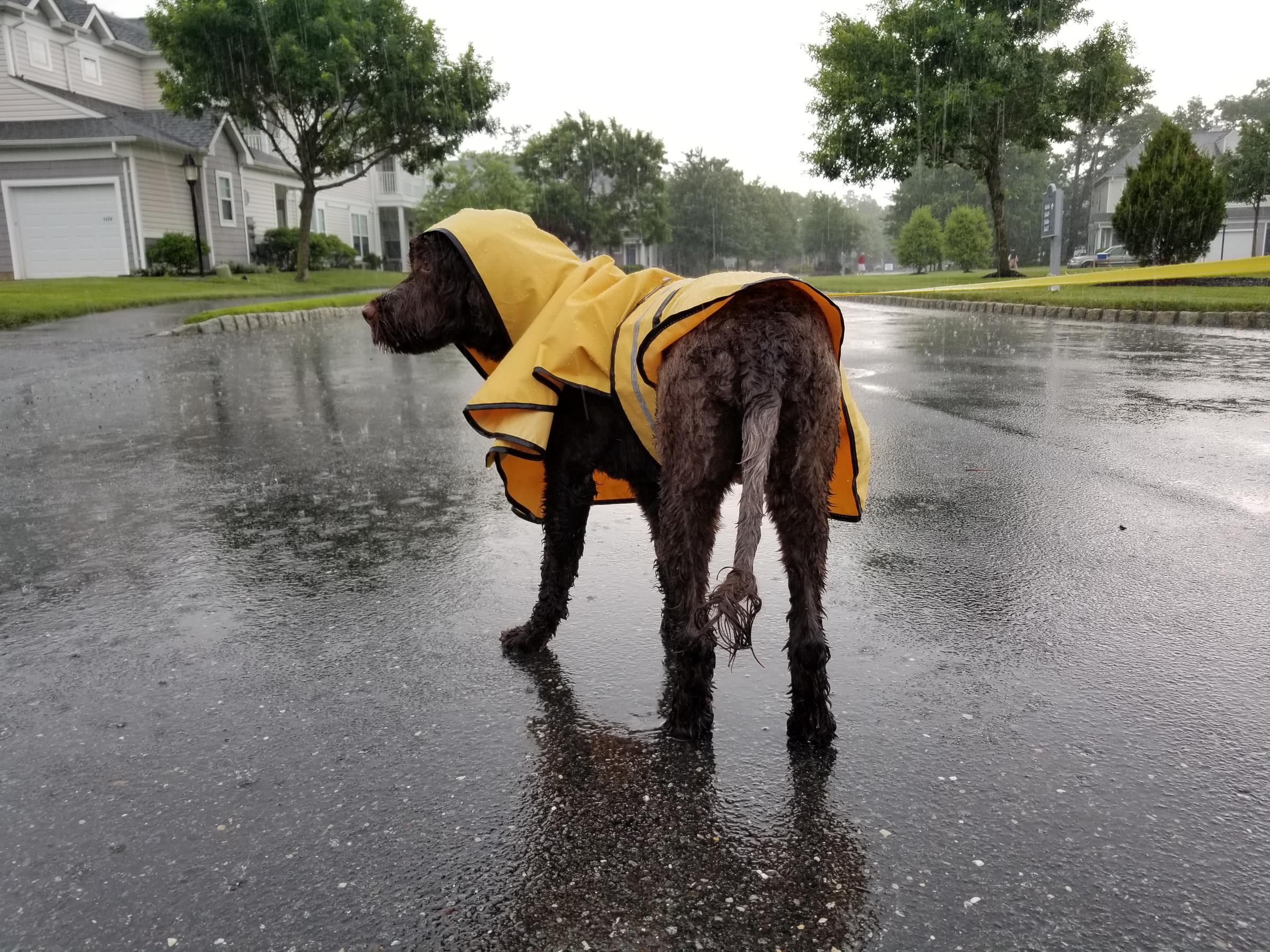 Rainy Day Dog Play Alabama Public Radio