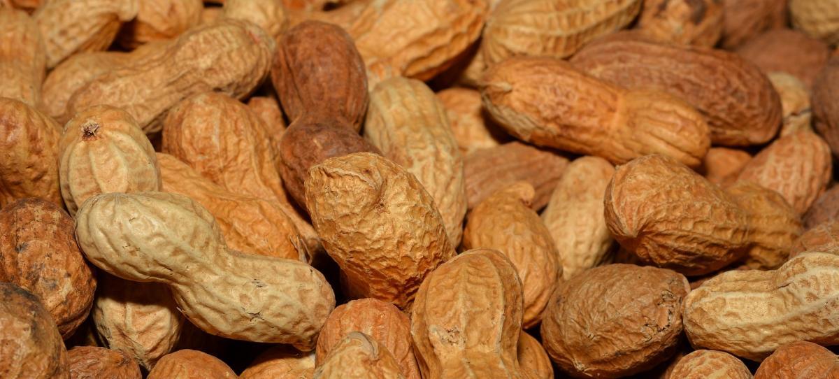 farmers plant most peanuts since '90s; looking good WUGA