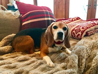 beagle rehoming