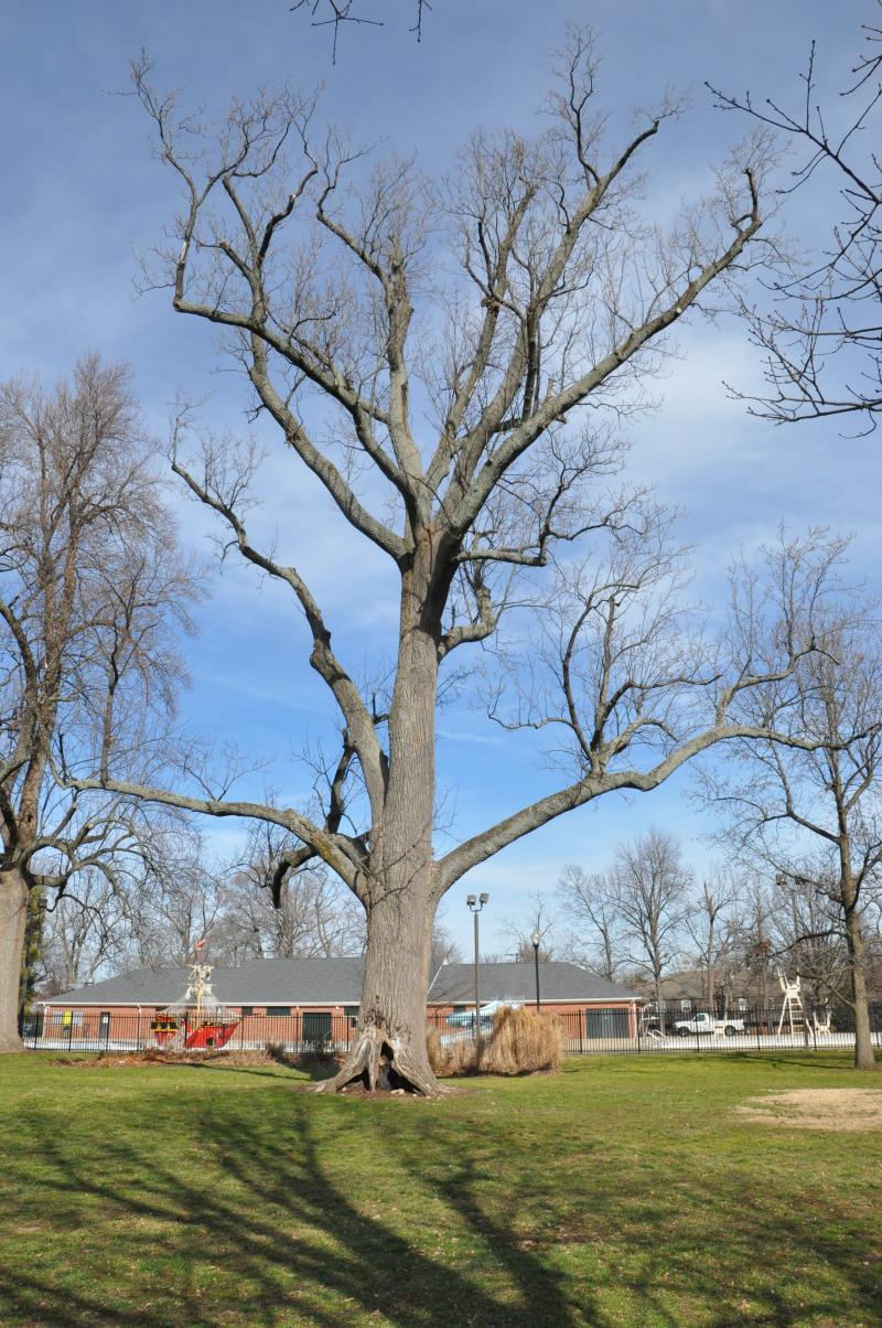 Woodland Park Losing 200-Year-Old Poplar Tree | WUKY