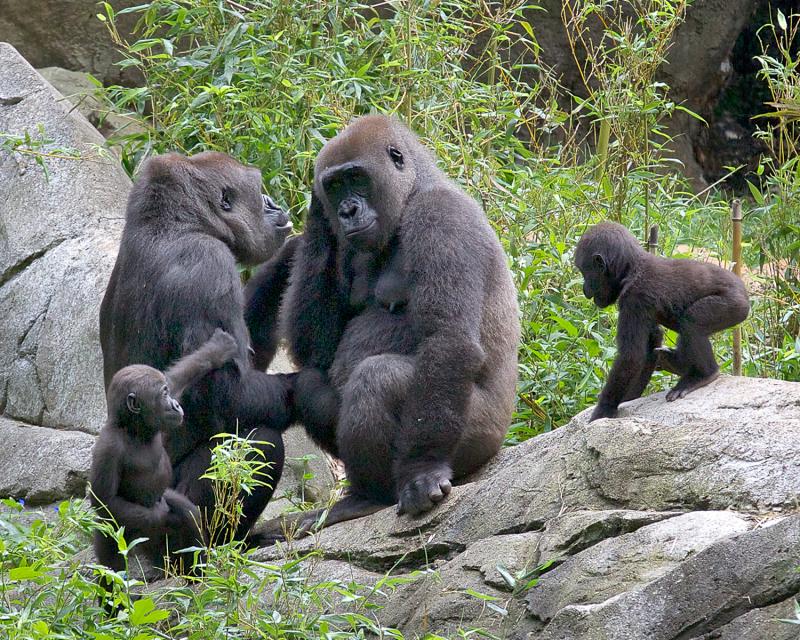 Gorillas Were Thought To Be Fairly Peaceful Animals